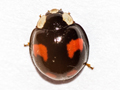 Harmonia axyridis